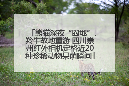 熊猫深夜“圈地”、羚牛故地重游 四川崇州红外相机定格近20种珍稀动物呆萌瞬间
